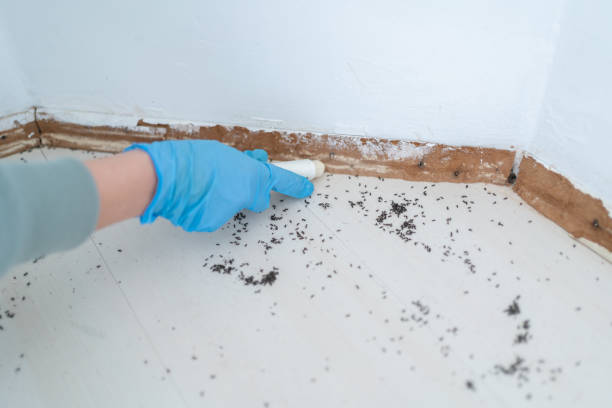 Trusted Seal Beach, CA Pest Control Experts